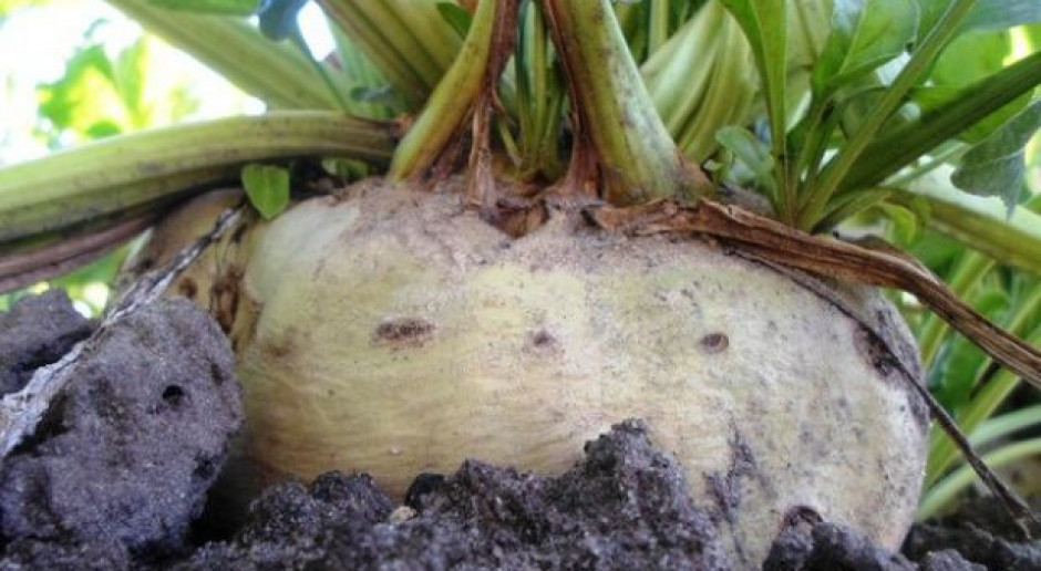 Plony buraka będą niższe, fot. farmer.pl Plantacje buraka z 10 tys. ha nie nadają się do zbioru