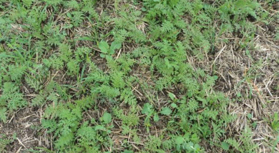 Mieszanka TerraLife - BetaMaxx, fot. Suedzucker Międzyplony w nienajlepszej kondycji