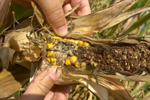 Tegoroczne fale upałów i susze naraziły europejskie uprawy kukurydzy na rozwój pleśni i mikotoksyn