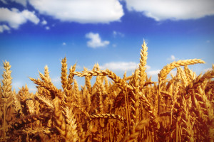 USDA: Rekordowe światowe zbiory pszenicy