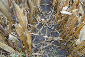 W kukurydzy groźna fuzarioza i omacnica – na Podkarpaciu rekordowe szkody 