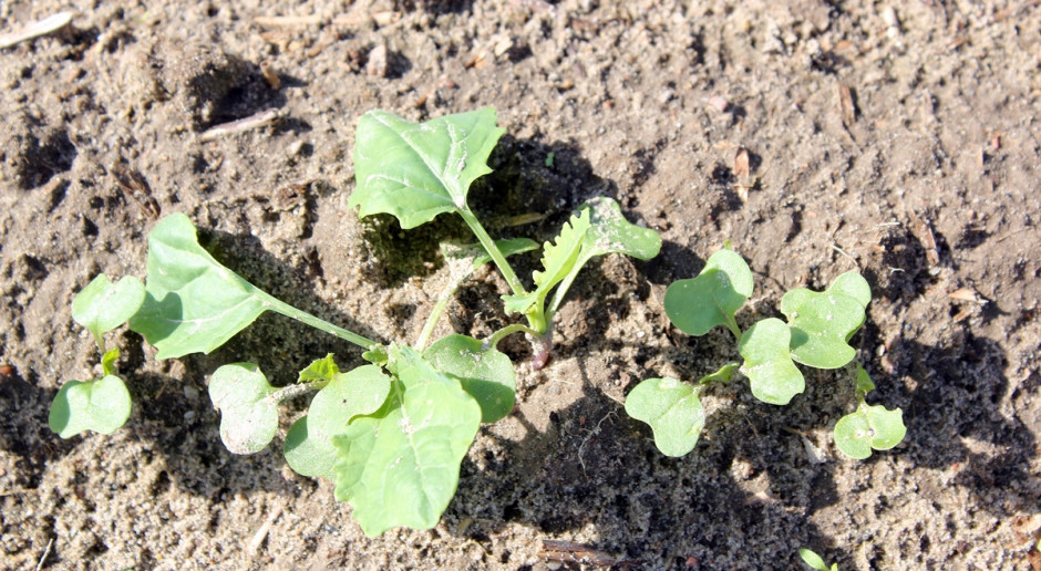 Nierównomierny wzrost roślin rzepaku utrudnia prawidłowe prowadzenie plantacji. Fot. Anna Kobus Nierównomierny wzrost rzepaku – problemy z regulacją plantacji i odchwaszczaniem