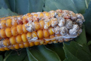 Groźne mikotoksyny w kiszonkach z kukurydzy