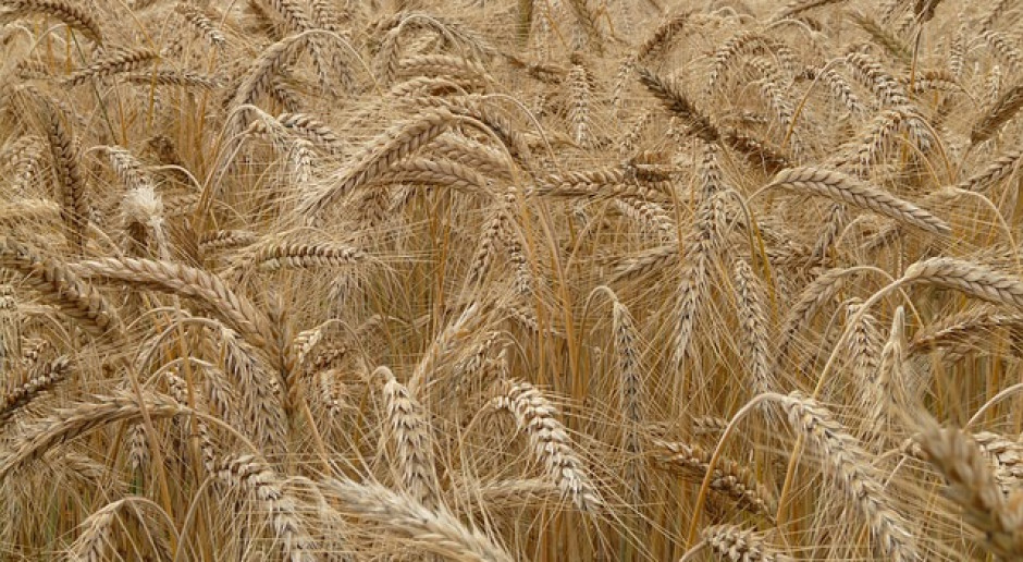 W bieżącym roku obniżyć się ma produkcja żyta w UE i WNP (Fot pxabay. com) Niemcy mogą utracić pozycję światowego lidera w produkcji żyta
