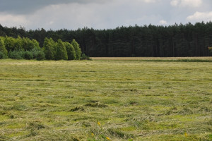 Sejm za większą ochroną lasów przed sprzedażą