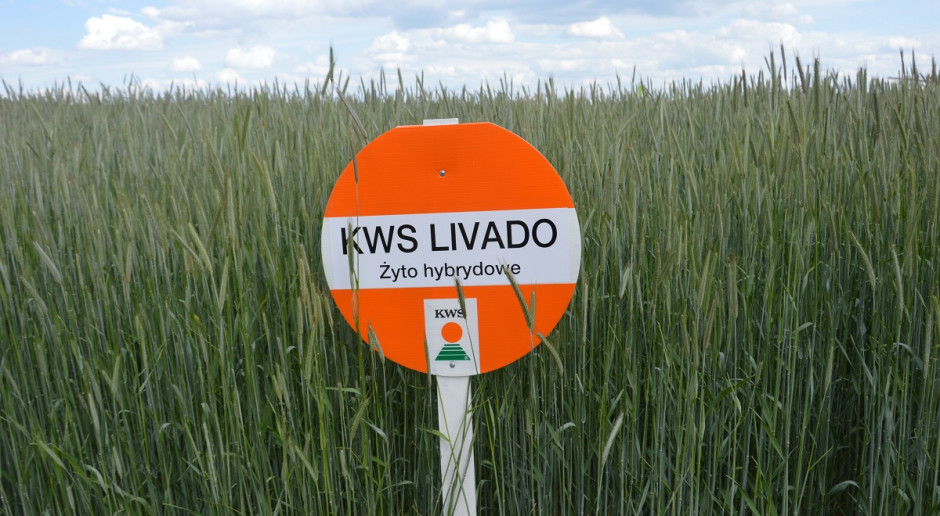 Żyto hybrydowe. Fot. Katarzyna Szulc Zdążyć z siewem żyta hybrydowego
