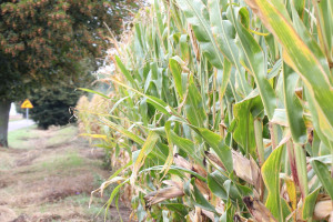 Słowacja: Niskie zbiory kukurydzy na ziarno