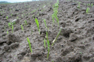 Siew zbóż ozimych po chlomazonie – zdanie praktyka
