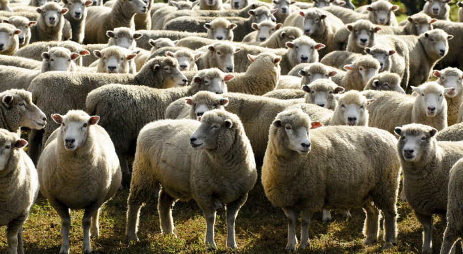 Ceny owiec i jagniąt w Unii Europejskiej oscylują wokół poziomów ubiegłorocznych (Fot. Fotolia) UE: Ceny owiec na podobnym poziomie jak w ubiegłym roku