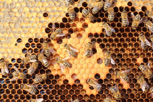 Copa-Cogeca nagrodziły współpracę rolników i pszczelarzy 