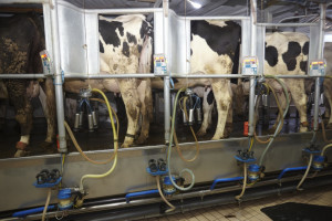ARR prognozuje lekki wzrost cen skupu mleka