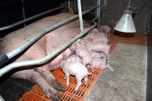 Główne elementy organizacji stada podstawowego świń