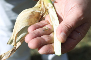 Omacnica prosowianka - ekspansywny szkodnik kukurydzy