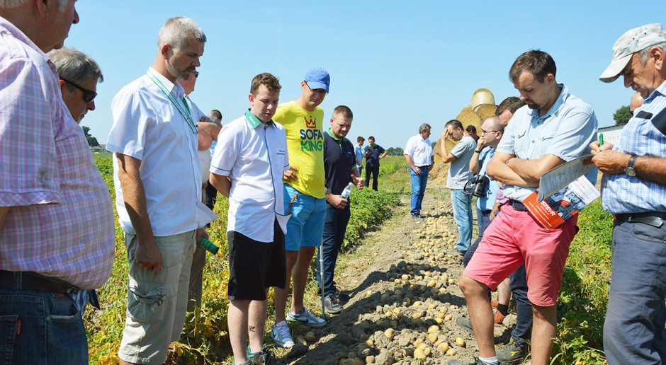 Susza w mniejszym stopniu dotknęła plantacje odmian bardzo wczesnych i wczesnych, natomiast bardzo duże straty wyrządziła w uprawach ziemniaków późniejszych odmian. Odmiany ziemniaka na stół