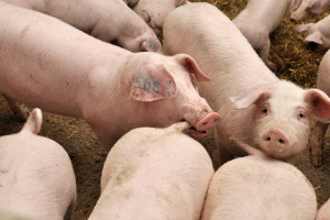 Agresja i kanibalizm u świń