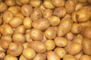 Zbiory ziemniaka znacznie niższe, a ceny wcale nie rekordowe 
