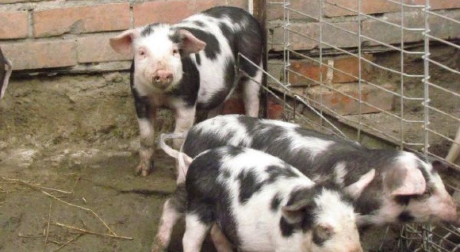 Od początku roku zwiększyło się w naszym kraju pogłowie loch rasy złotnickiej białej, zmniejszyła się natomiast populacja loch rasy złotnickiej pstrej. Fot. BW Więcej złotnickiej białej, mniej złotnickiej pstrej