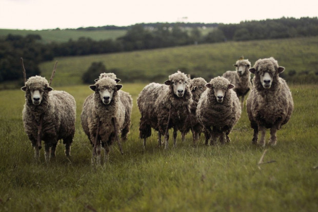 Konsultacje publiczne ws. programu wykrywania choroby niebieskiego języka u bydła i owiec