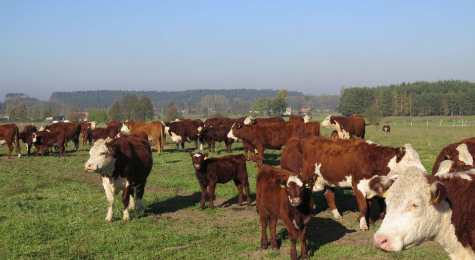 Fot. Iwona Dyba Producenci bydła: spadek ceny bydła o ok. 15 proc.