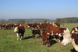 Producenci bydła: Porozumienie z Mercosur uderzy w europejskich hodowców i konsumentów