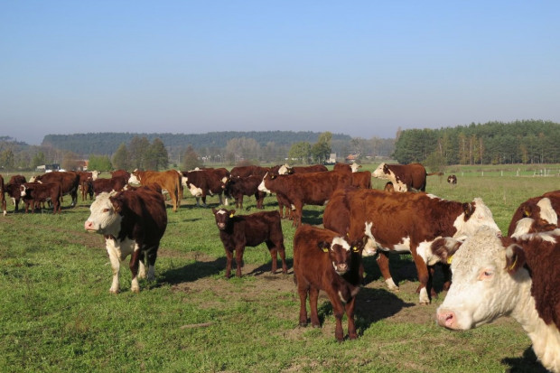 Nowelizacja ustawy o Inspekcji Weterynaryjnej umożliwi ubój bydła na własny użytek