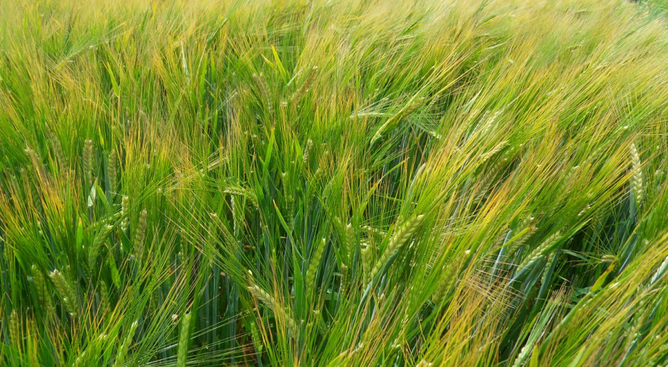 Tegoroczna produkcja jęczmienia browarnego jest bliska poziomu z zeszłego roku. Fot. K. Szulc Zbiory jęczmienia browarnego zadowalające