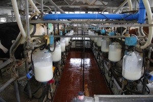 Rolnicy mogą wnioskować o rozłożenie kary za nadprodukcję mleka na raty