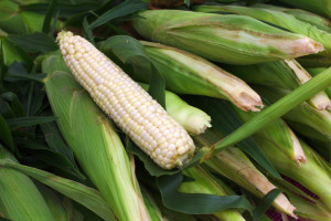 PE odrzucił projekt ułatwiający krajom zakazywanie sprzedaży GMO