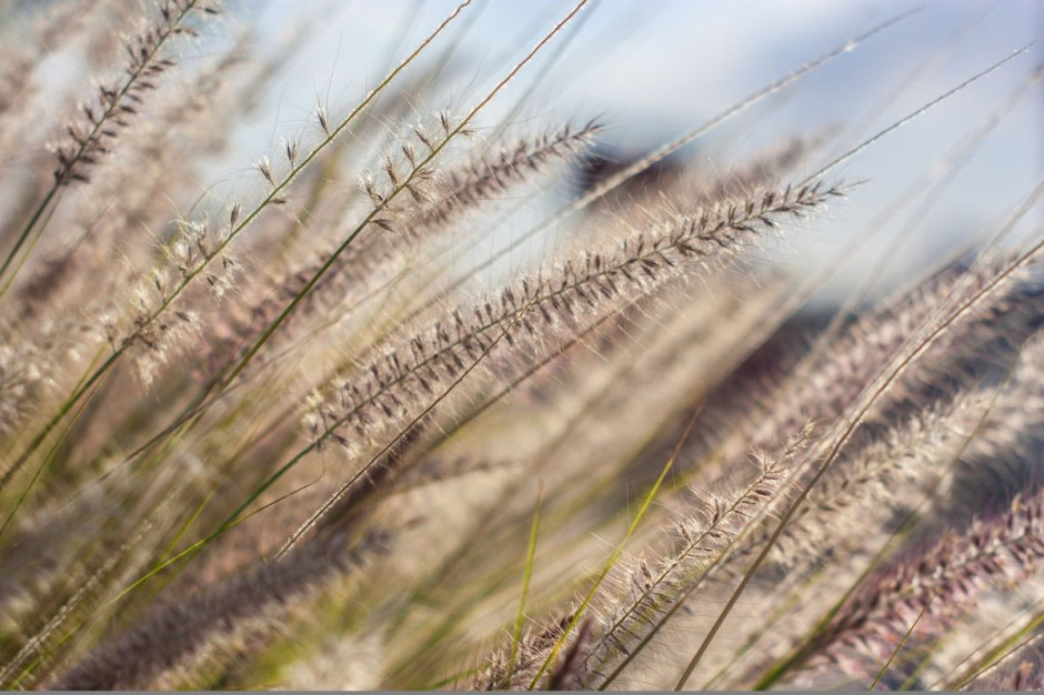 Trawy wieloletnie są obiecującą rośliną na biomasę. Fot. pixabay