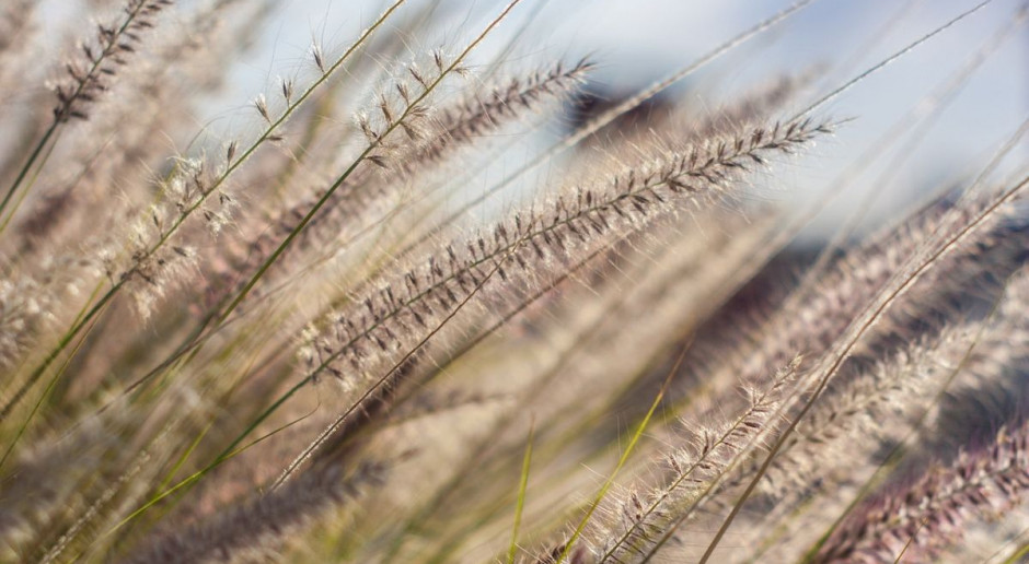 Trawy wieloletnie są obiecującą rośliną na biomasę. Fot. pixabay Badają uprawę trawy na biomasę