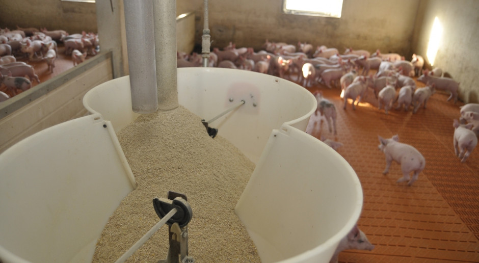 Naukowcy ustalili, że pochodna stewii poprawia przyrost dzienny świń. Fot. farmer.pl Innowacyjne dodatki w paszy, to bardziej efektywna produkcja mięsa