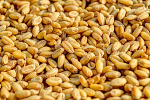 Giełdy krajowe: Duża podaż i lekki wzrost cen zbóż