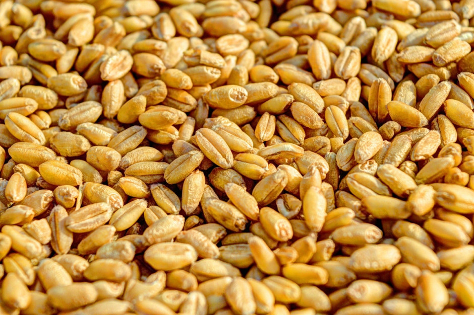 Na przełomie października i listopada lekko wzrosły ceny pszenicy. Fot. pixabay.com