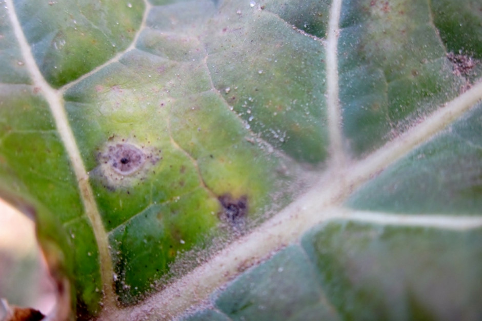 Objawy suchej zgnilizny kapustnych na liściu rzepaku. Fot. Anna Kobus