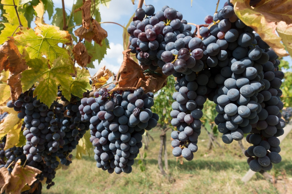 Tegoroczne winobranie było większe w UE niż przed rokiem z wyjątkiem niektórych regionów Hiszpanii. Fot. pixabay