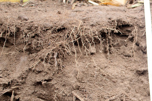 Susza spowodowała zatrzymanie wielu składników pokarmowych w glebie