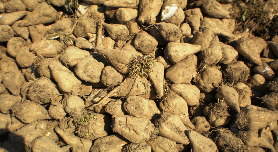 Tegoroczne zbiory buraków cukrowych na Ukrainie maja wynieść 9,5 mln ton wobec 15,7 mln ton w ubiegłym roku. Fot. Fotolia Ukraina spodziewa się mniejszej produkcji cukru