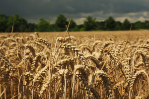 Po raz pierwszy Rosja wyeksportuje więcej pszenicy niż USA