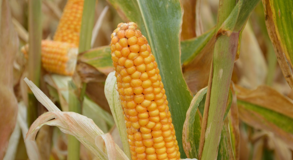 Firmy podpisały umowy licencyjne upoważniające do sięgania i używania cech z modyfikowanego genetycznie (GMO) ziarna kukurydzy. Fot. Katarzyna Szulc AgReliant ma zdobyć amerykański rynek