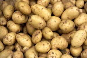Dużo niższe zbiory ziemniaka niż przewidywano 