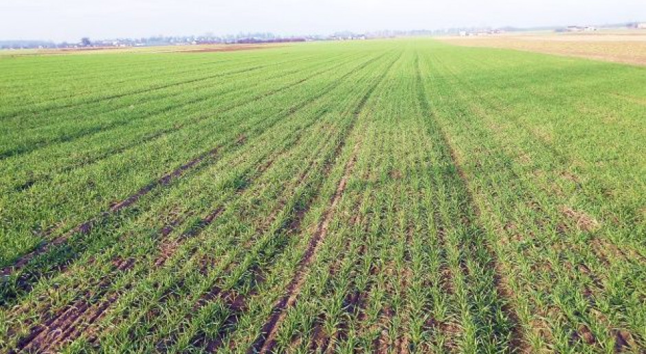 Siew pszenicy ozimej na Ukrainie odbywał się w warunkach suszy, fot. farmer.pl Na Ukrainie oziminy nie wyglądają najlepiej