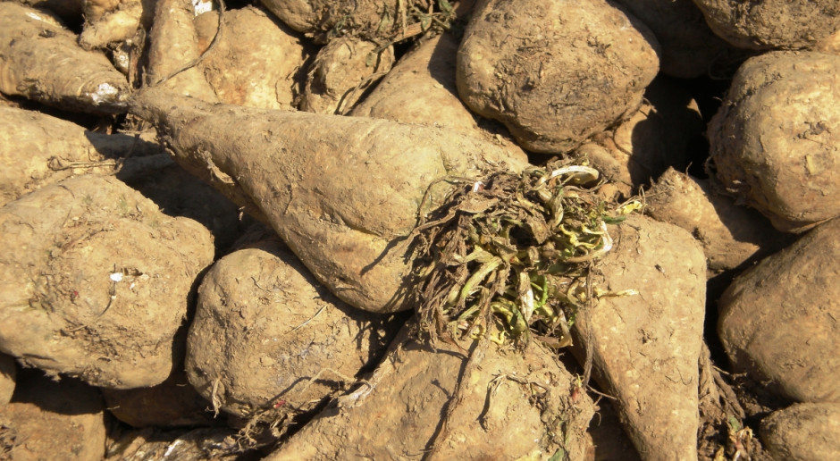 W Niemczech podczas kampanii cukrowniczej 2015/2016 do cukrowni powinno trafić 20,45 mln ton buraków cukrowych. Fot. Fotolia Niemcy: Mniejsze zbiory buraków cukrowych