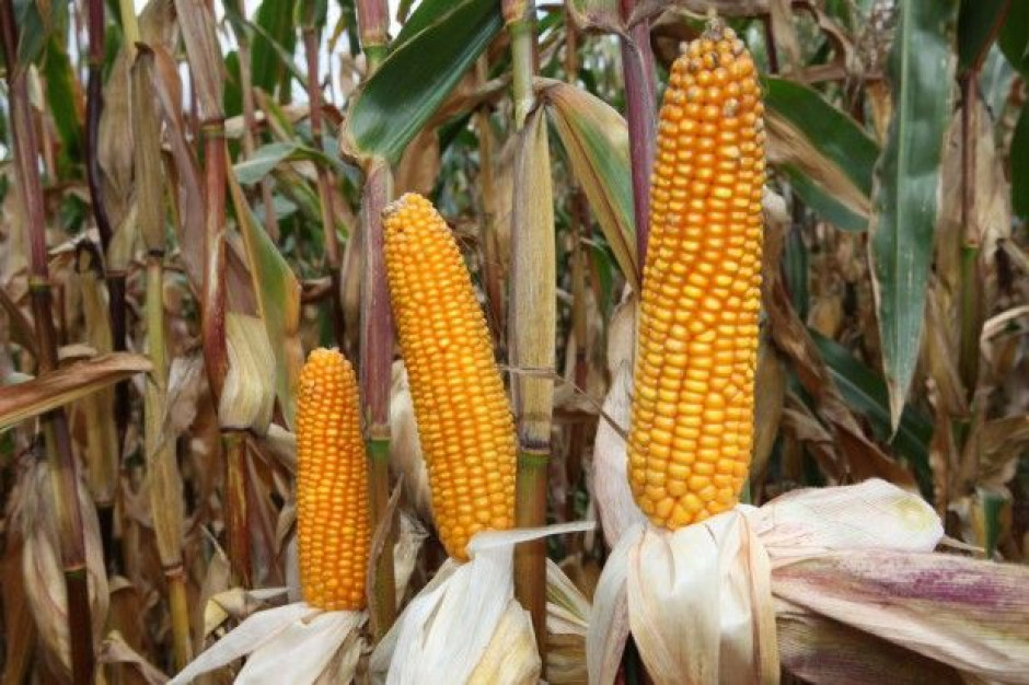 19 państw członkowskich UE zadeklarowało zakaz uprawy GMO, fot. MT