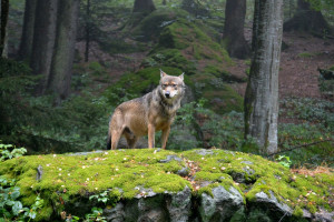 Zakaz polowań na wilki wzdłuż polsko-słowackiej granicy ‒ obawy hodowców