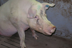Kaszel u świń to często problem o złożonym podłożu