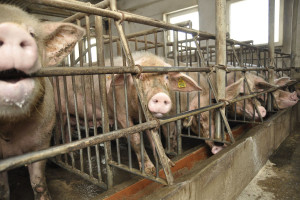 ARiMR wypłaciła rekompensaty za rezygnację z chowu świń