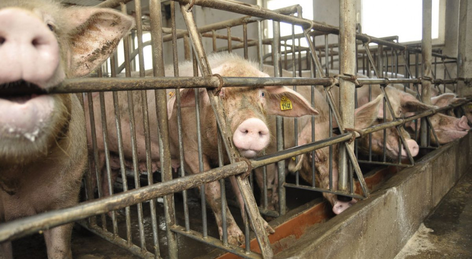Rolnicy z Podlasia otrzymali rekompensaty za zaprzestanie chowu świń. fot. farmer.pl ARiMR wypłaciła rekompensaty za rezygnację z chowu świń