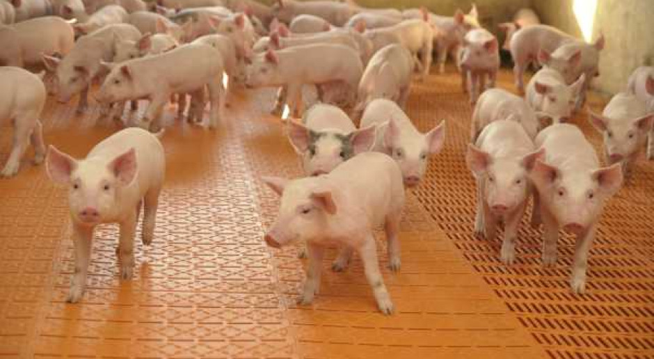 Nowy premiks dla świń z wyższą zawartością lizyny - specjalnie pod kukurydzę