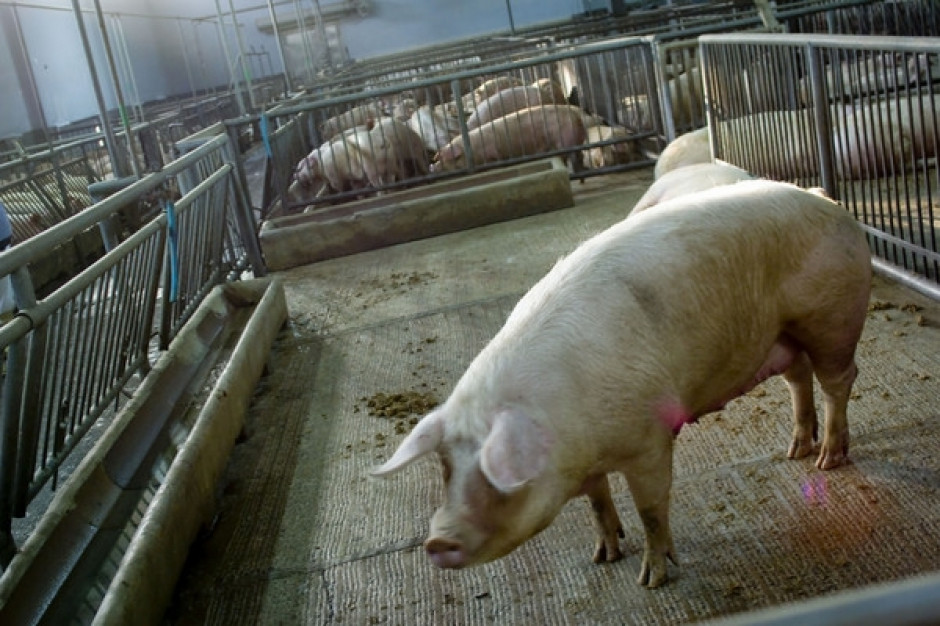 Zbliżające się święta, mogą jedynie nieco hamować spadki cen w skupach wieprzowiny. fot. PTWP