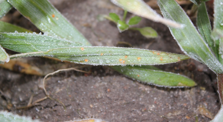Objawy powodowane przez grzyb Puccinia recondita. Fot. A. Kobus Pojawiła się rdza brunatna żyta